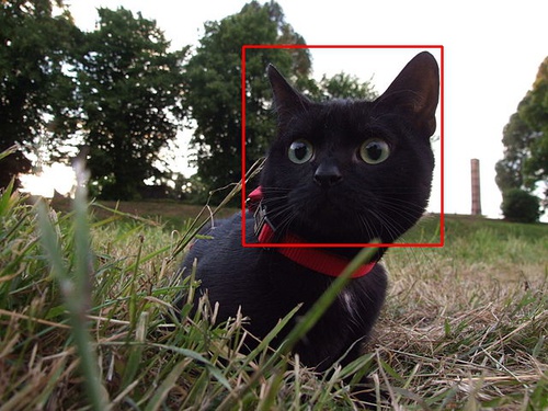 detect_blackcat