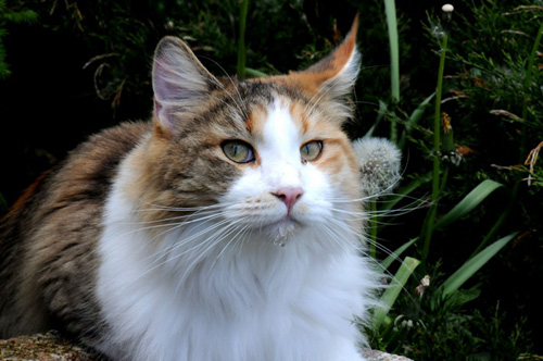 Maine_Coon_266